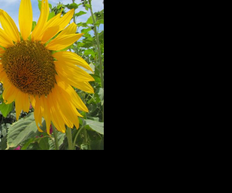 Bugs on sunflower leaves