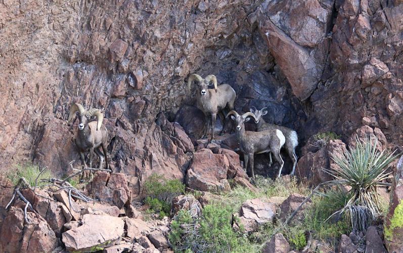 Bighorn Sheep, 2022