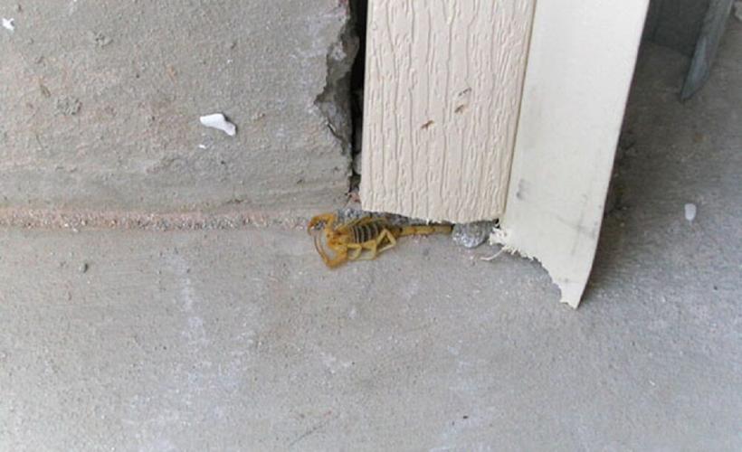 Scorpion-Near-Gutter.jpg