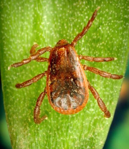 Brown dog tick