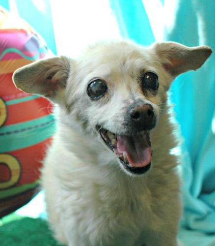 Pima Animal Care Center