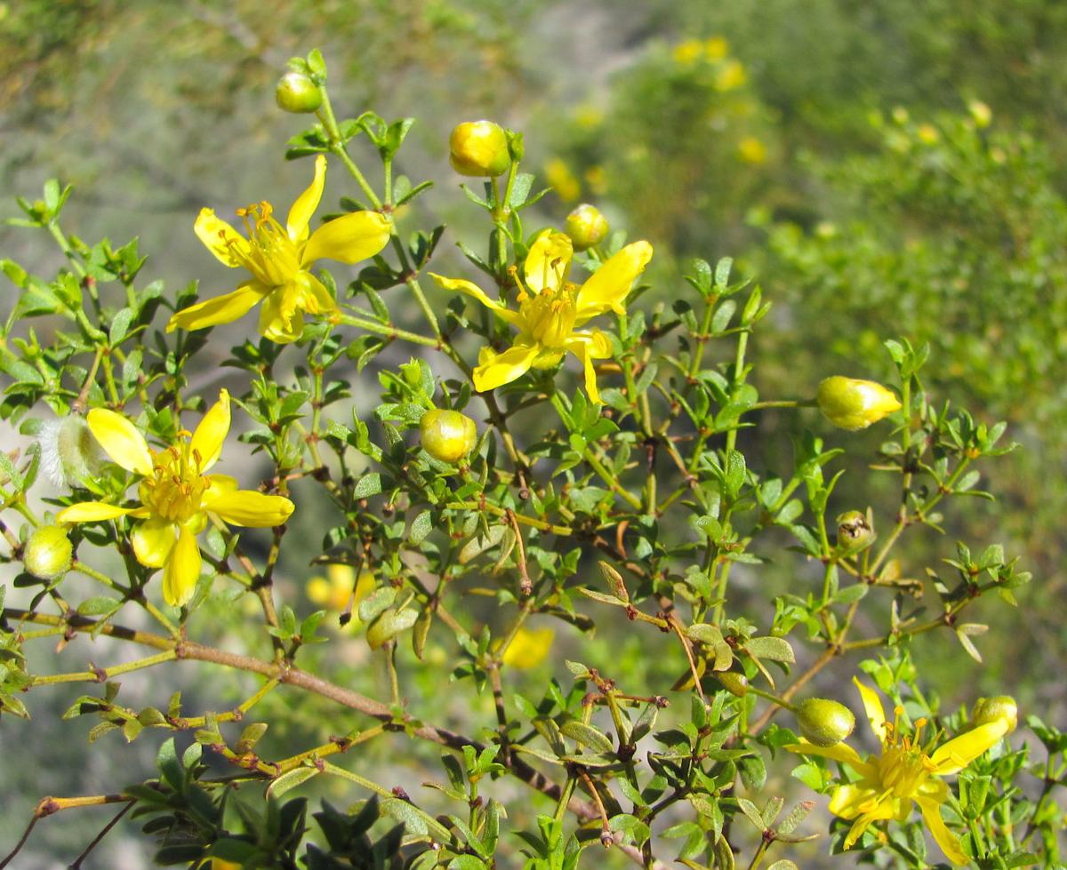 Creosote blooms