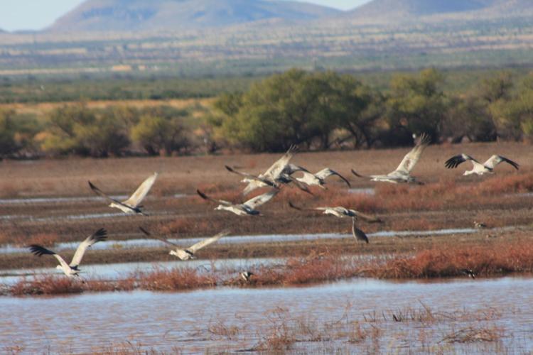 Sandhill cranes