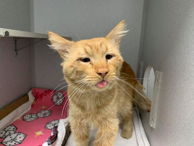 Adopt a friend: Duncan McCloud