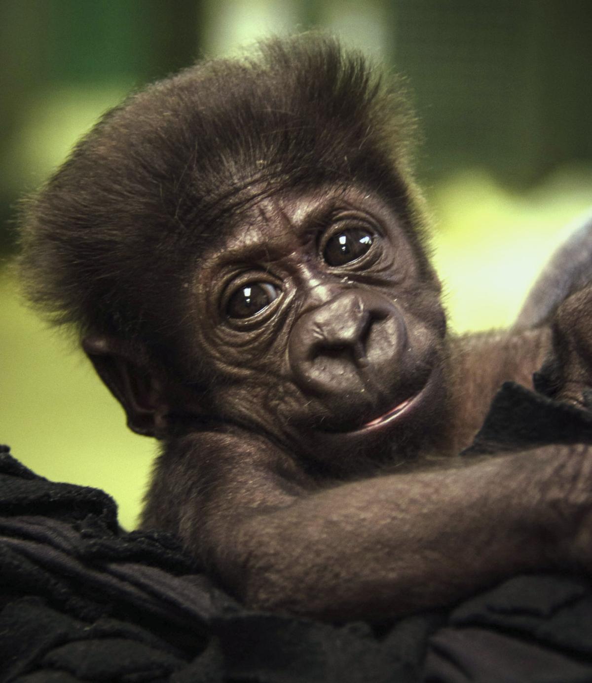 Baby zoo animals