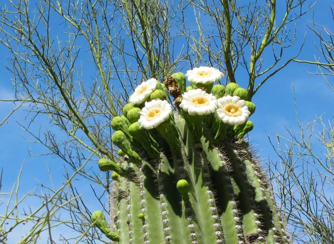 Saguaro blooms