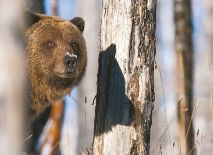 Grizzly bear in fall Shoshone National Forest