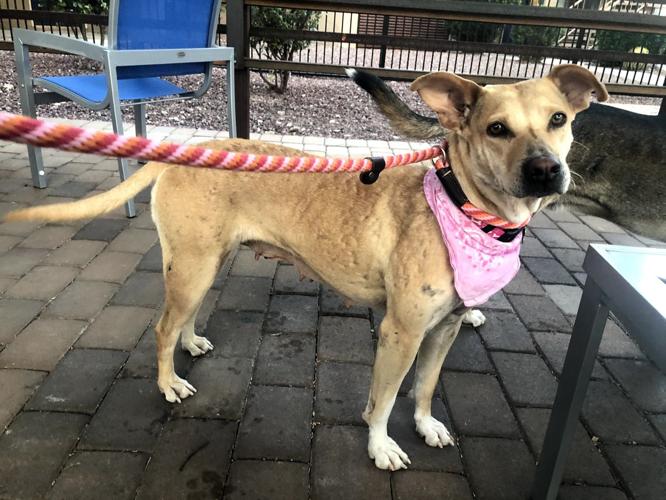 Adopt a friend: Penny