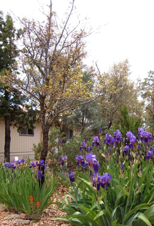 Gardensage: Irises