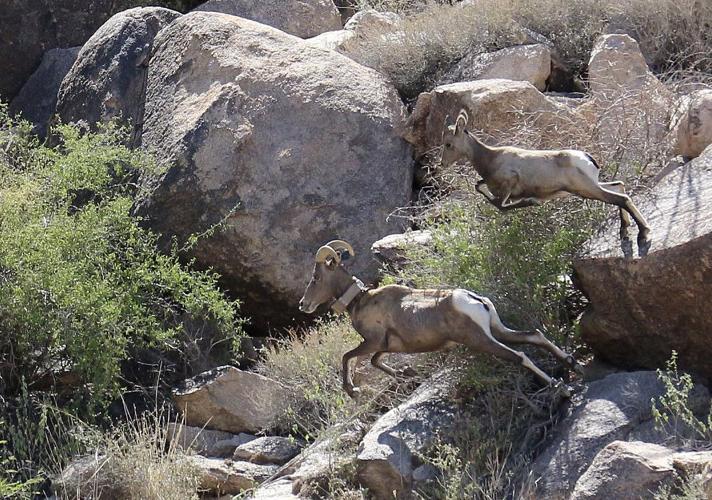 Bighorn Sheep, 2022