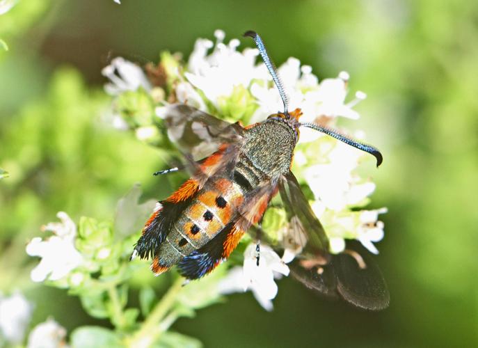 Squash vine borers arrive