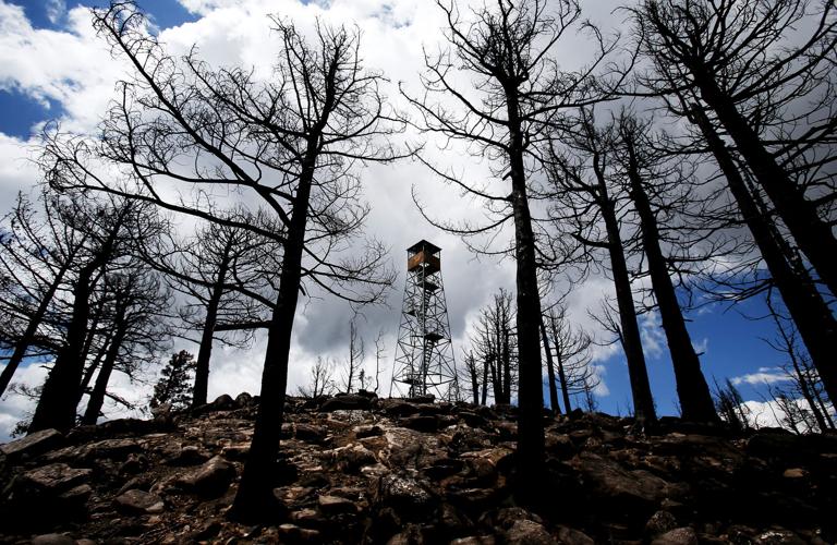 Frye Fire recovery on Mt. Graham