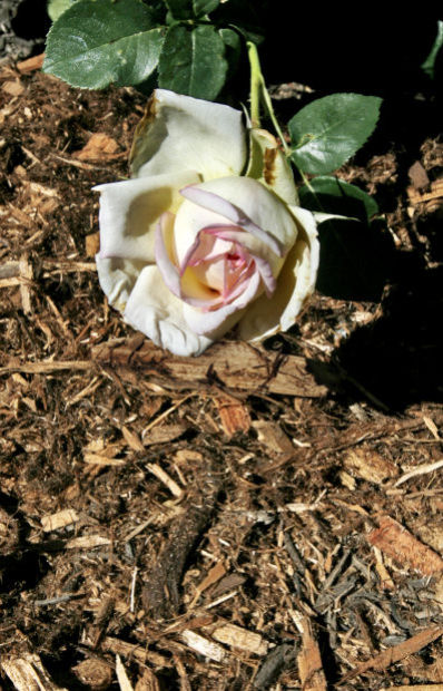 Mulched Peace rose