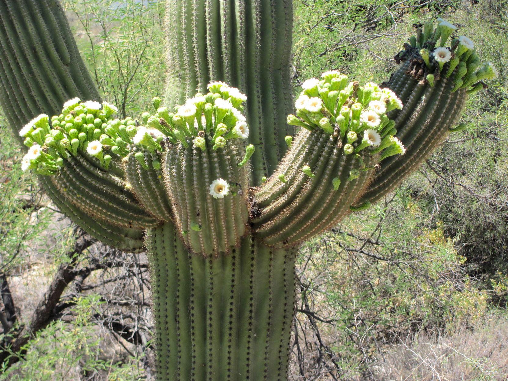 How to grow a saguaro from seed tucson life