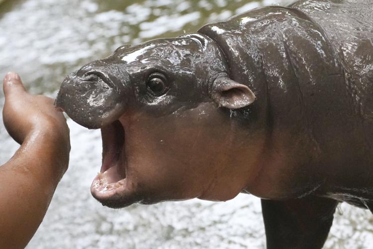 APTOPIX Thailand Pygmy Hippo