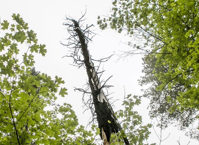 Marshall Gulch Trail