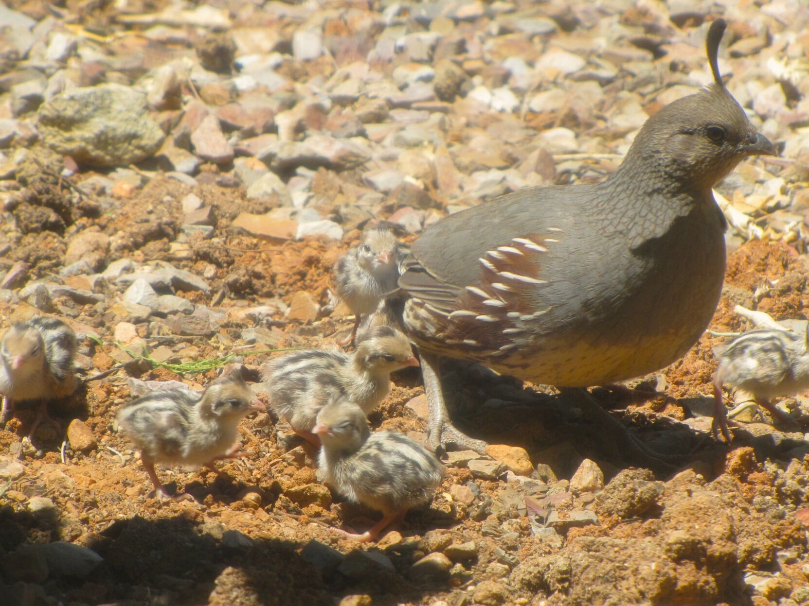 IMG_4179.JPG