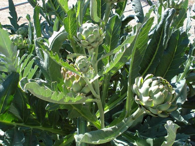 Rosie: I’m Repainting; Should I Re-Stucco Too?