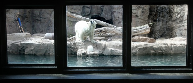 Snow the polar bear