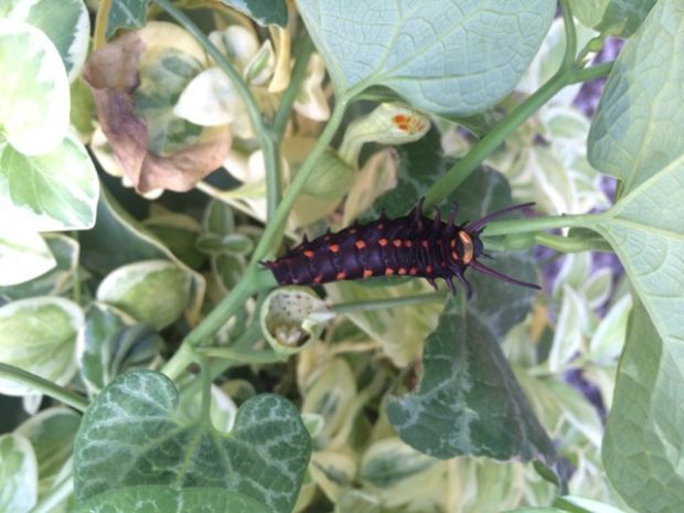 Pipevine swallowtail caterpillar