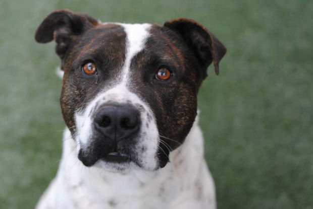 030614-cal-pets-p5