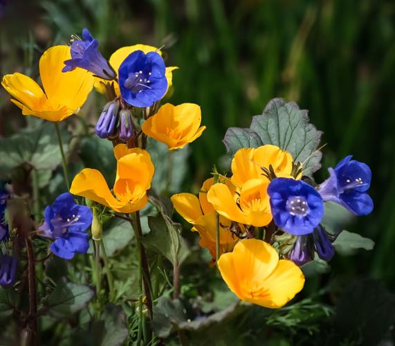 SaddleBrooke Photographers Tour the Tucson Botanical Gardens Clubs