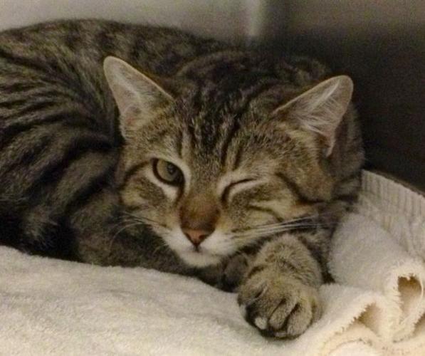 Pima Animal Care Center