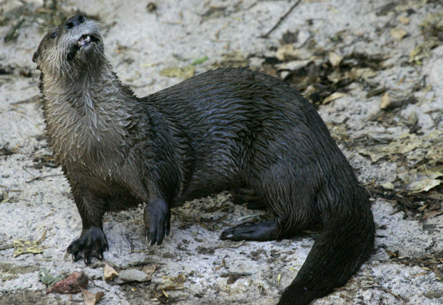 Animals at the Arizona Sonora Desert Museum