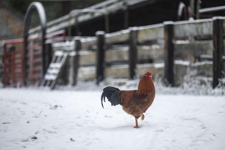 Buddy Cheff Ranch 10