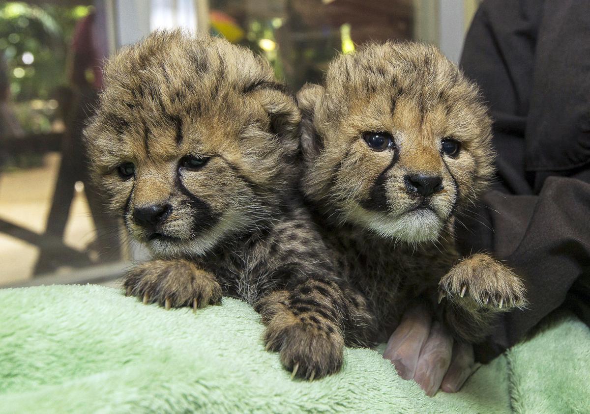 Baby zoo animals