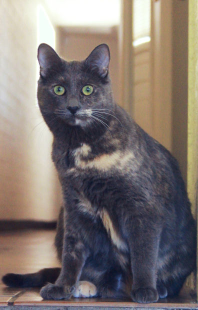 030614-cal-pets-p4