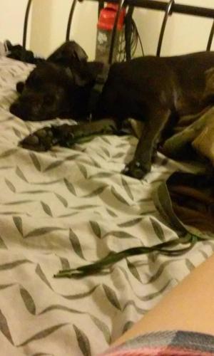 Happy National Dog Day!