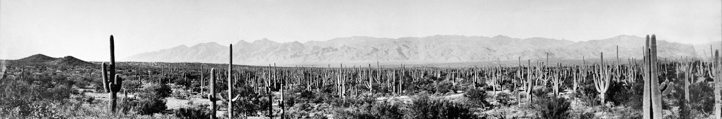 Saguaro National Monument