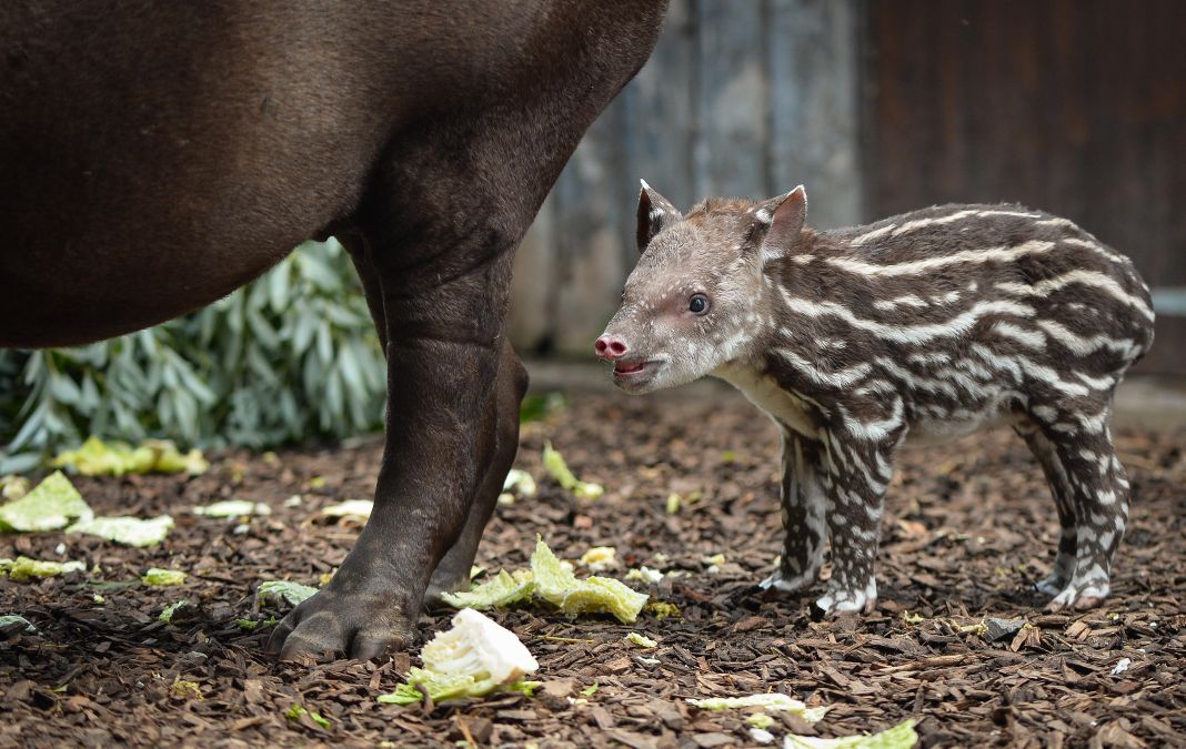 Baby zoo animals