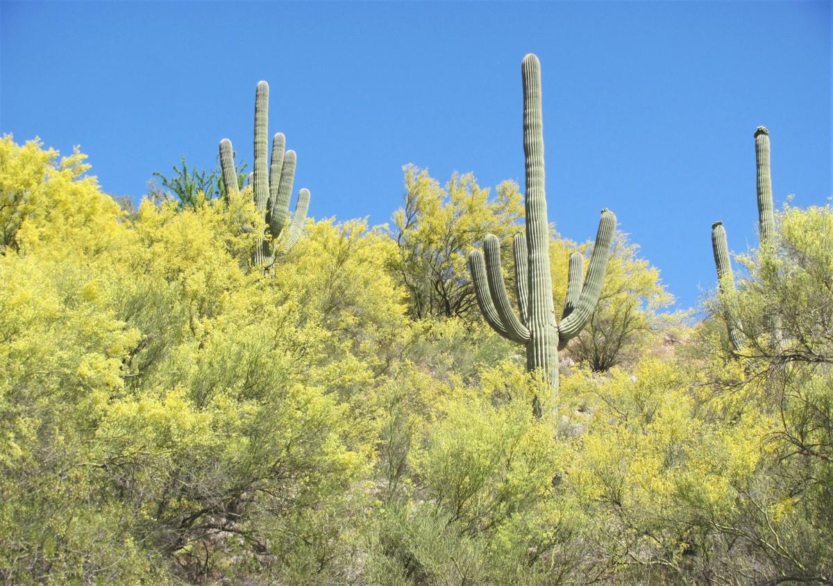 Palo Verde trees are in spectacular bloom in and around Tucson