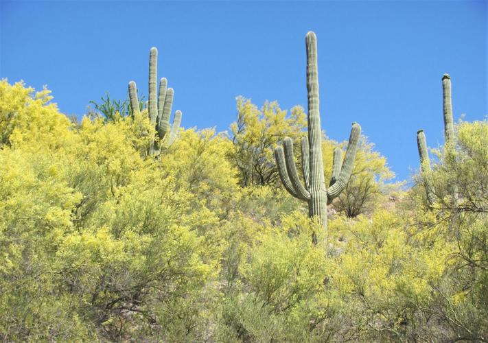 Palo verde blooms