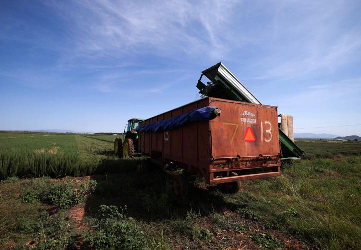 State pushes 10% water use cut for farmers in Willcox Basin
