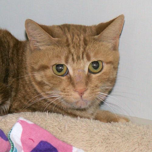 Adopt A Friend: Tubac