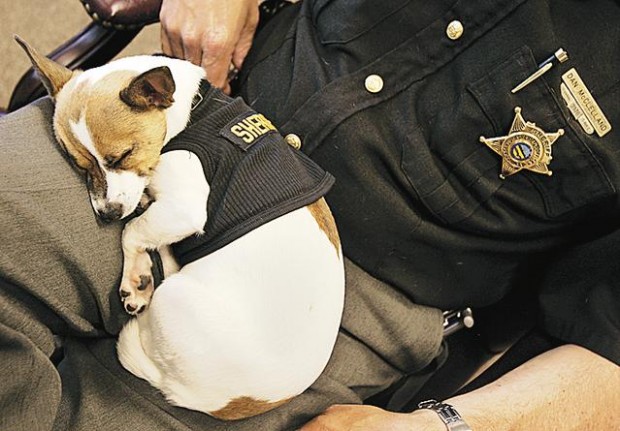 It's not the size of the dog in the drug fight ...  