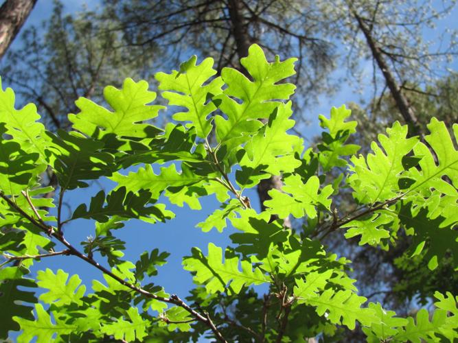 Trails on the eastern slopes of the Santa Catalina Mountains