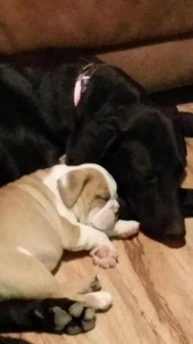 Happy National Dog Day!