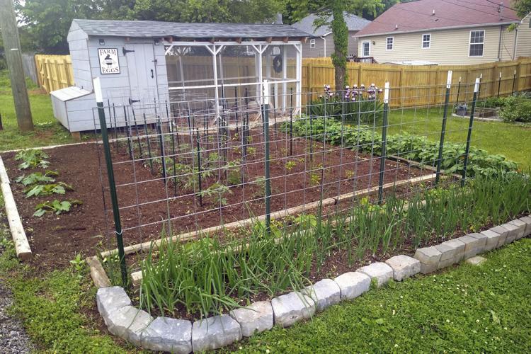 Homes-Backyard Chickens