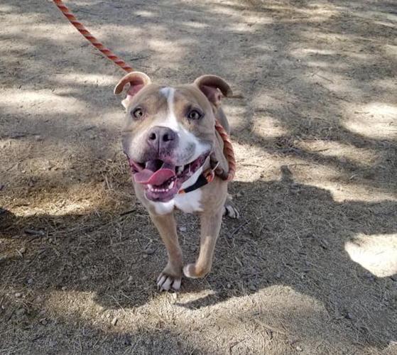 Adopt a friend: Potion