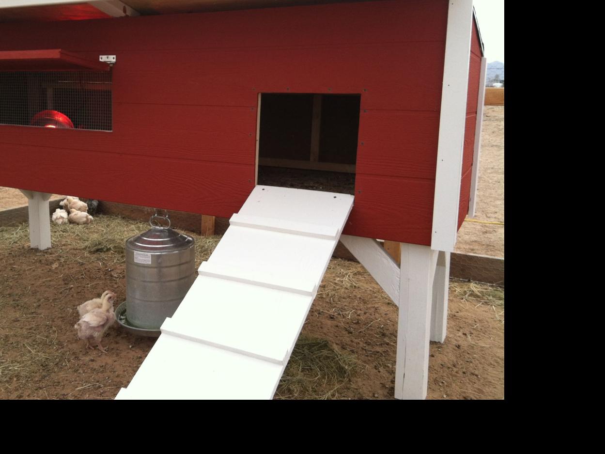 Interested In Raising Chickens In Your Backyard Home Life