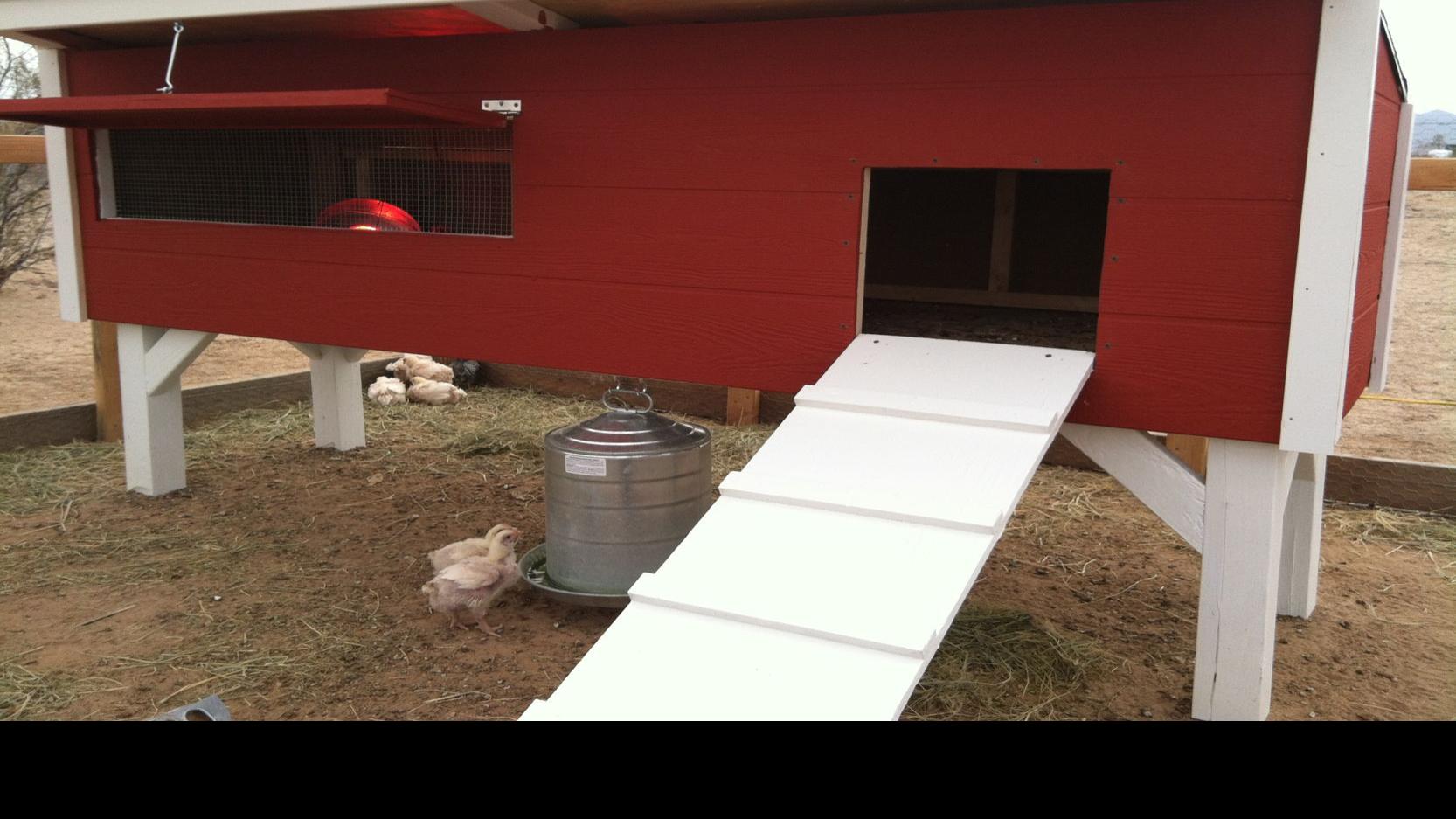 Interested In Raising Chickens In Your Backyard Home Life