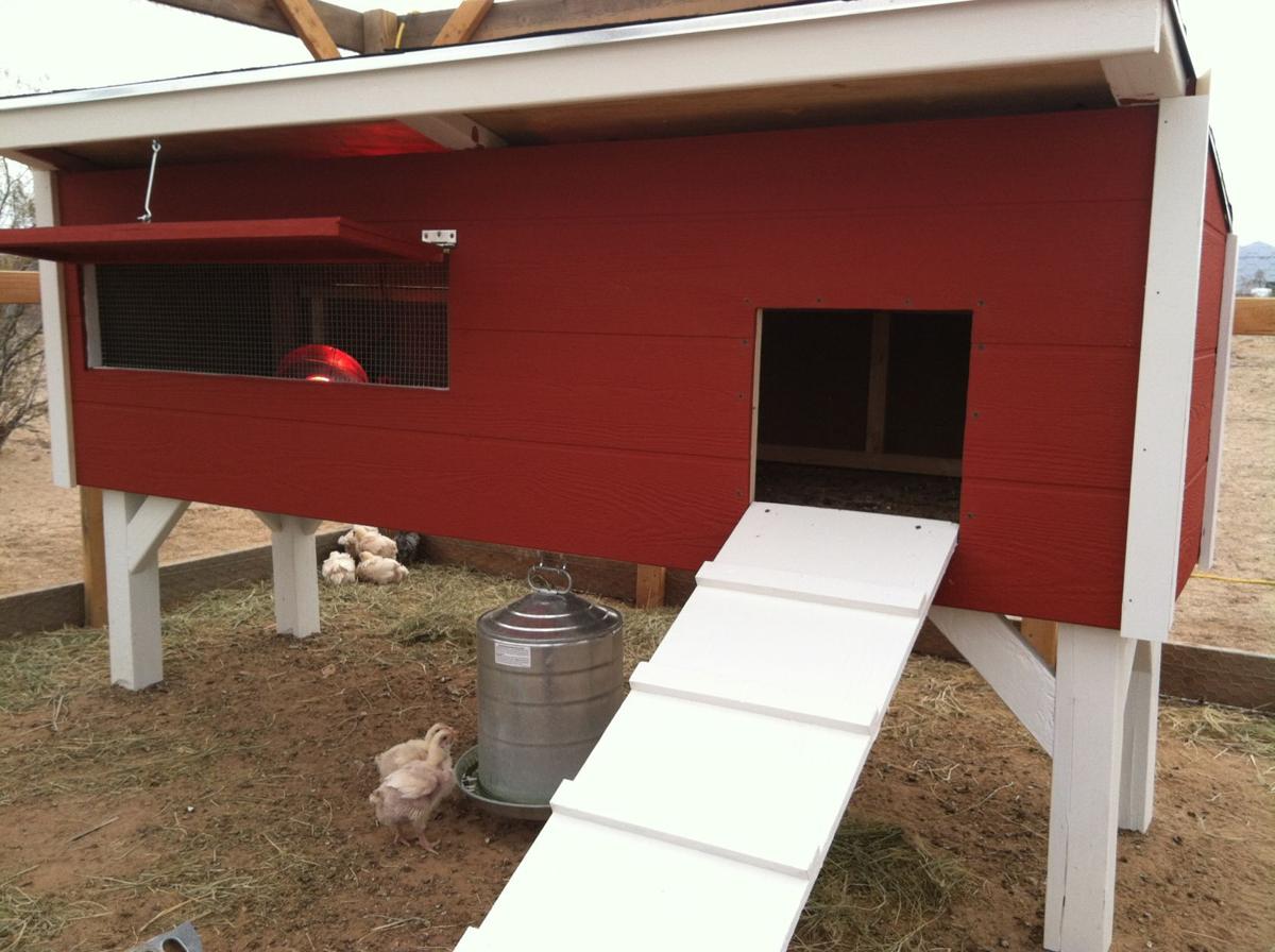 Interested In Raising Chickens In Your Backyard? Home + Life + Interested in Raising Chickens in Your Backyard? - Interested In Raising Chickens In Your Backyard? Home + Life +