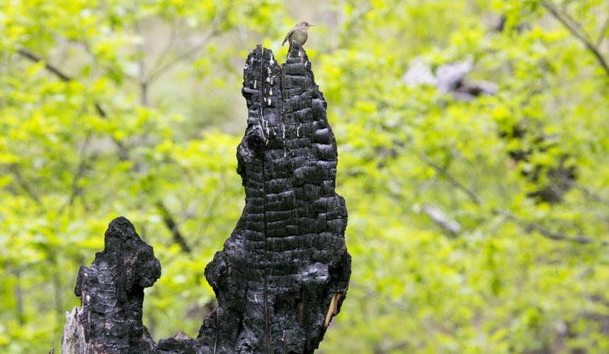 Marshall Gulch Trail