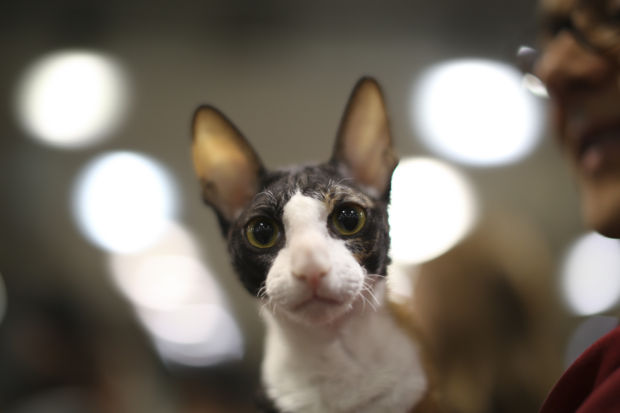 Animal shots of the week