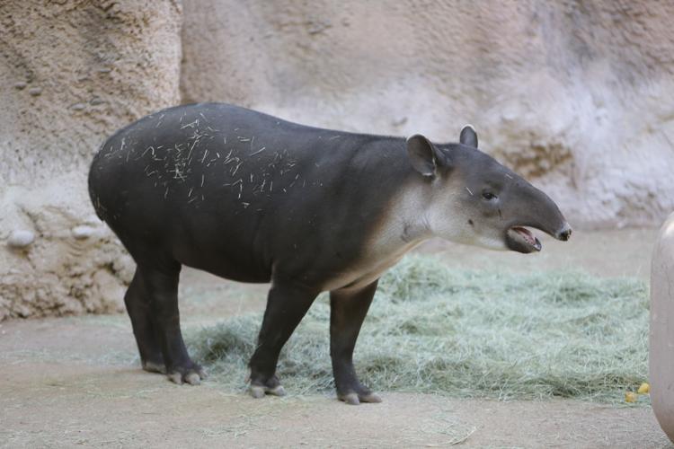 Nandi's Neighbors: Baird's Tapirs Toliver and Contessa