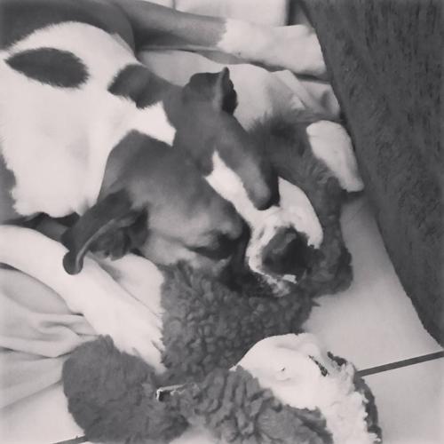 Happy National Dog Day!